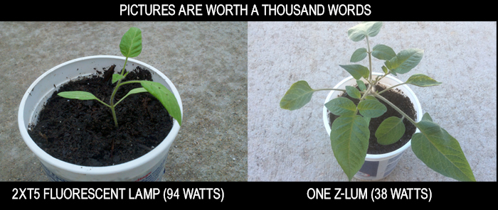 Plant Starting Z-Lum vs Fluorescents