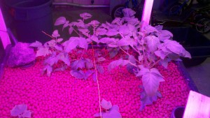 Hydroponic Tomatoes growing under Pink Light bars