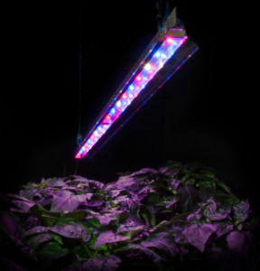 Z-Lum Pink Grow Light Bar