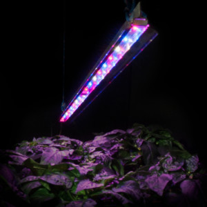 Z-Lum Pink LED Grow Light Bar in use