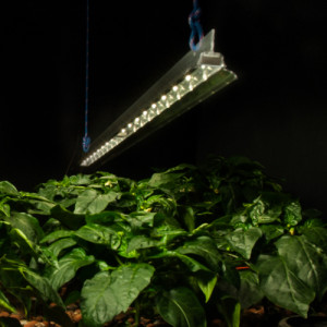 Z-Lum White LED Grow Light Bar in use